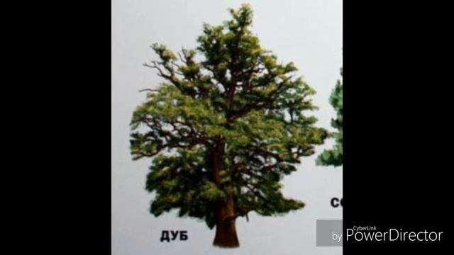 ?? Деревья и их названия ?? смотреть онлайн