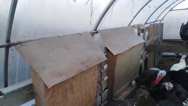 Содержания индюков зимой смотреть онлайн