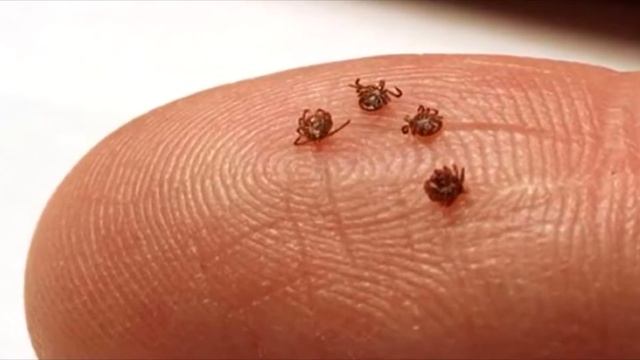 #ЮНАРМИЯСУРГУТ" (Осенчук - Что делать, если вас укусил клещ) урок №21 смотреть онлайн