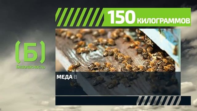 Сколько меда производит одна пчела за всю жизнь? смотреть онлайн