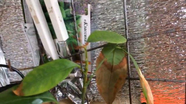 Обзор коллекции смотреть онлайн