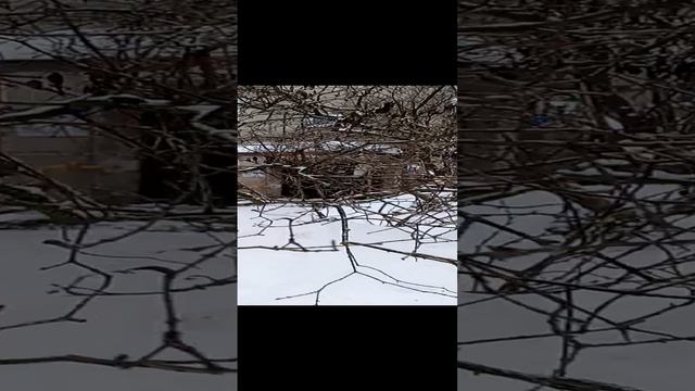 Заметили Воробьев?.mp4