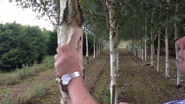 Betula Utilus Subspecies Jacquemontii - the Himalayan Birch - Irish Tree Centre Review смотреть онлайн