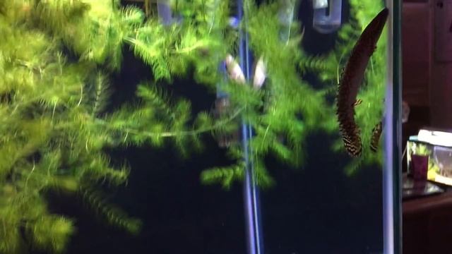 Ornate Bichir (Polypterus ornatipinnis) - My Fish смотреть онлайн