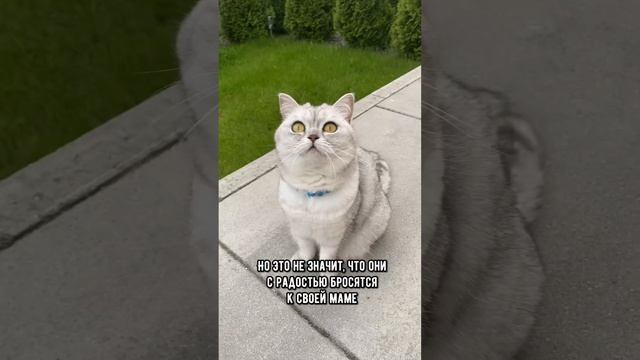 Узнает ли взрослая кошка свою маму #коты #кот #shorts смотреть онлайн