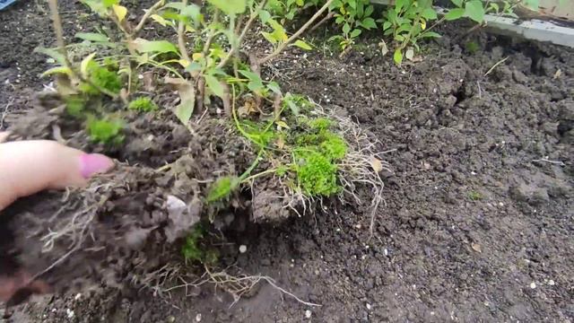 Результат укоренения метельчатой гортензии одревесневшими черенками 🌿 смотреть онлайн