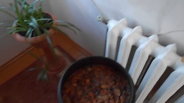 ????Березовый квас из берёзового сока -- просто сказка!!! смотреть онлайн