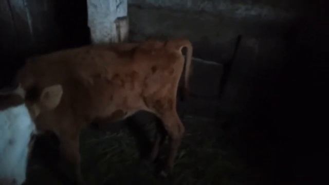 Разведение бычков на мясо содержание/ Изменения в хозяйстве/Бройлеры плохо растут смотреть онлайн