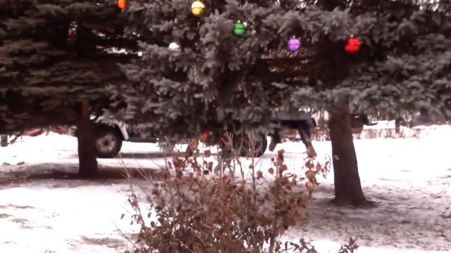 В Старом Осколе не стали заморачиваться - и нарядили живую ёлку в парке смотреть онлайн