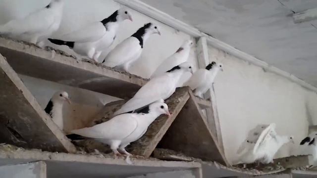 Голуби Сурика в Мин-Водах смотреть онлайн