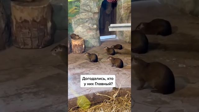 Зоопарк смотреть онлайн