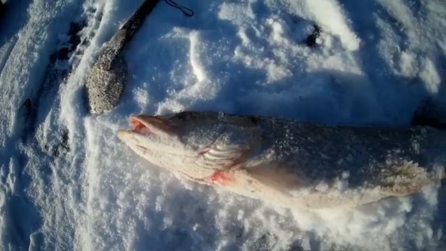 Рыбалка на балансир на реке. 2021. Щучка порадовала! смотреть онлайн