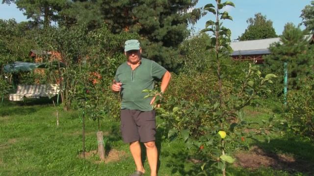 Осенняя посадка однолетних яблонь. Итоги первого года смотреть онлайн