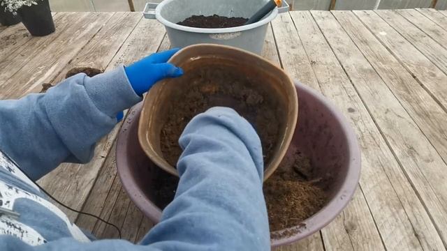 Пора доставать клубни бегонии смотреть онлайн