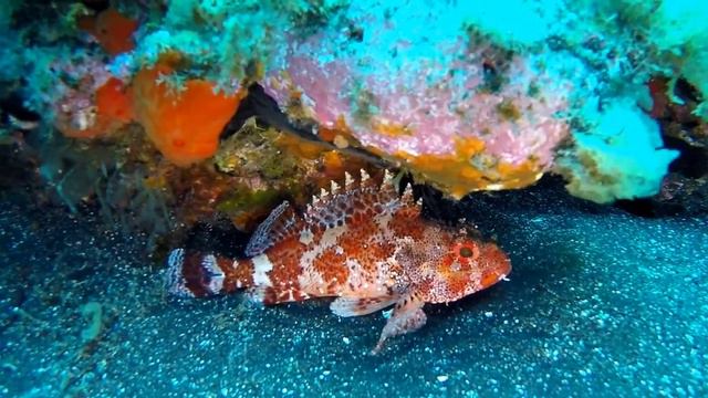 LA PALMA DIVING "MALPIQUE" смотреть онлайн
