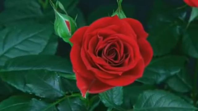 Любимые цветы смотреть онлайн