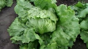Выращиваем салат айсберг