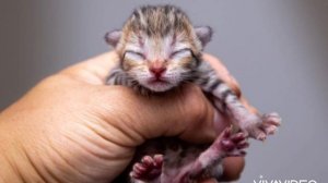 Как пищат новорожденные котята? Звук котят | Voice kitten, sound kitten