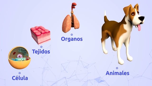 La Célula: Definición, estructura, funciones y partes - Procariotas, eucariotas, animales, vegetale смотреть онлайн