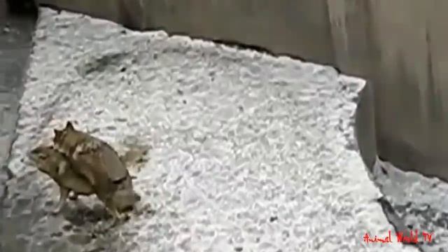Wild Wolf Life Mating And Giving Birth Sucess смотреть онлайн