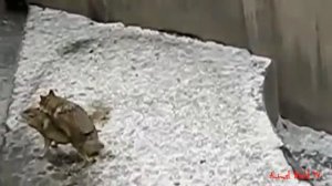 Wild Wolf Life Mating And Giving Birth Sucess