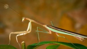 ТОП 10 Самые большие насекомые в мире. Увлекательное и невероятное. ЖУКИ. Интересные факты про жуко