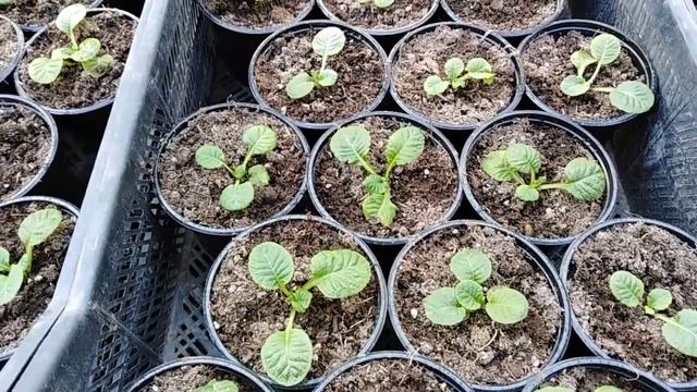 Разговор на чистоту. Вывод за 3 сезона. Перевалка виолы. смотреть онлайн