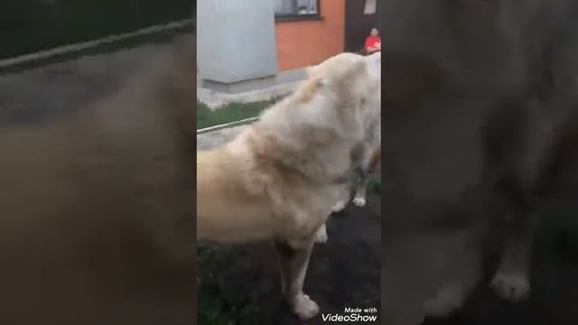 Выпускница питомника Тимерташ Цветок Любви (Пенза) Ещё больше информации на сайте www.timertash.ru смотреть онлайн