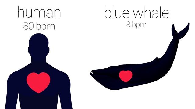 Animal Heartbeats Compared To A Human Heart смотреть онлайн