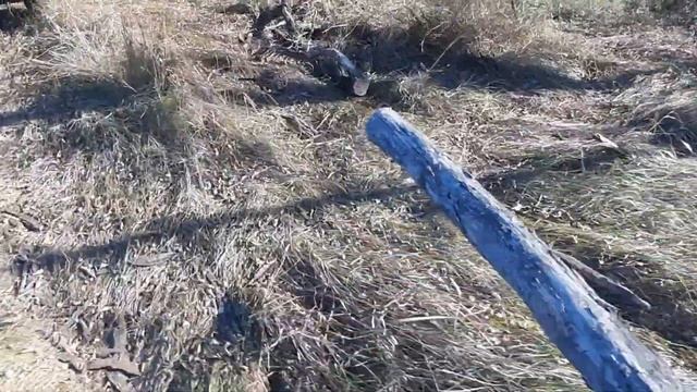 Собираем дрова в посадке после Лесхоза. Можно ли собирать дрова в посадке. смотреть онлайн