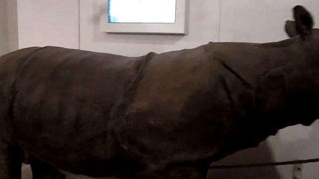 Музей Естествознания в Будапеште.День Венгерской революции. смотреть онлайн