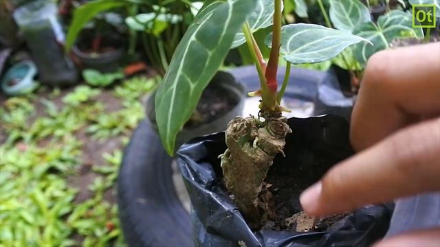 Update Perkembangan Kuping Gajah, Part 2 (Anthurium Crystallinum) смотреть онлайн
