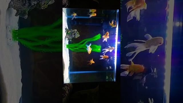 only goldfish collection . смотреть онлайн