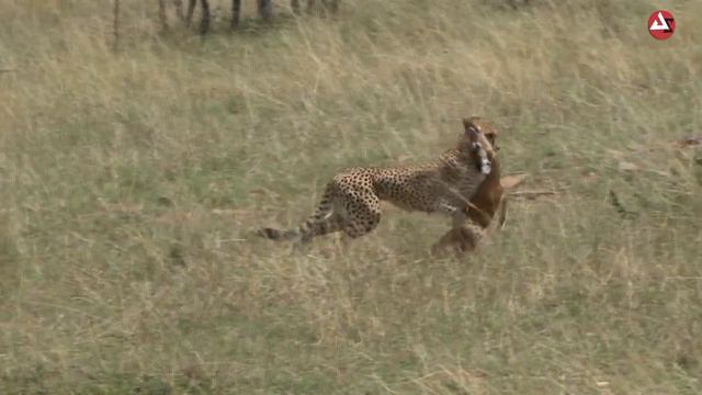 Cheetah Hunting Strategy - World of Wildlife смотреть онлайн
