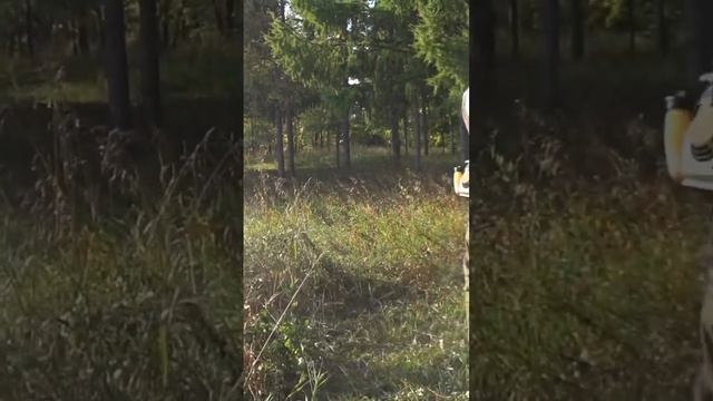 Stihl fs 450#диск или нож супер диск для мульчирования покос травы костер косить гектары можно им. смотреть онлайн