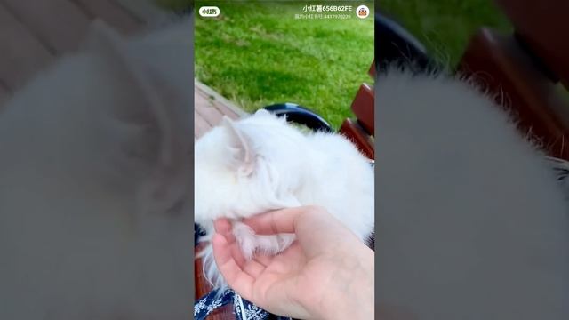 Британский котик