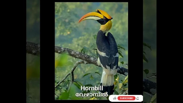 @meharisworld4501 NAME OF BIRDS / പക്ഷികളുടെ പേരുകൾ / English name /Malayalam name смотреть онлайн