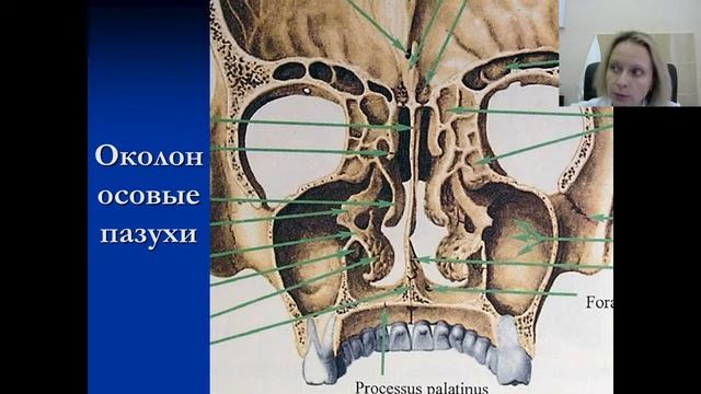Афо носа и придаточных пазух носа смотреть онлайн