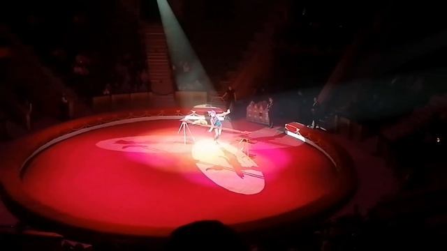 шоу "Zoo-Бум" цирк Гомель январь 2023 смотреть онлайн