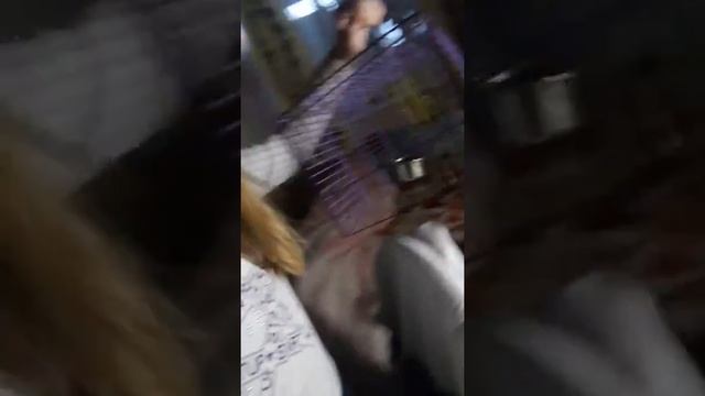 Хомячки съели маленького хомячка (ужас) смотреть онлайн