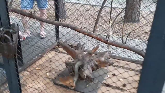 Белочка в зоопарке Абзаково смотреть онлайн