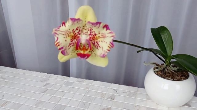 Орхидея бабочка  Phal. I-Hsin Spot Leopard (peloric)🦋 смотреть онлайн