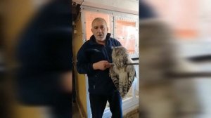 Совушка сова большая голова птичий зоопарк