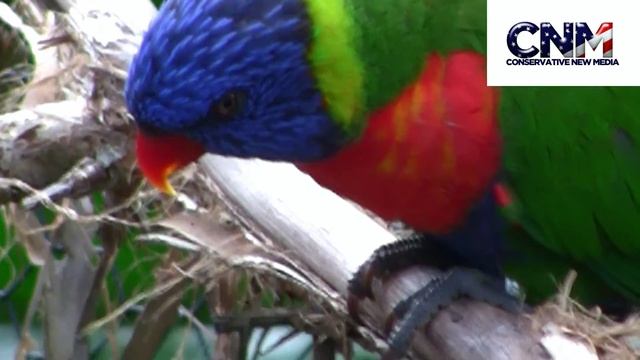 Gorgeous Rainbow Lorikeet (Blue Mountain I think) in 1080P HD - by John D. Villarreal смотреть онлайн