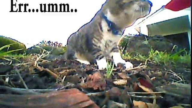 Sneaky Cat nearly ate my QX80 Drone! Caught on Camera! смотреть онлайн