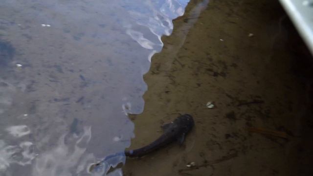 Рыбалка на Волге под Сызранью 2021 смотреть онлайн