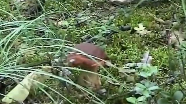 сбор грибов в лесу смотреть онлайн