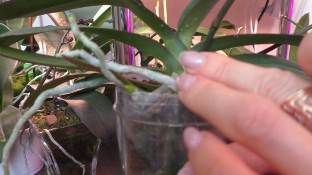 Полив орхидей - ДЕЛО ТОНКОЕ./ "ЛЕЧИТЕ" ОРХИДЕИ / "УДОБРЮ и КАК ЗАЦВЕТУТ!" ЭТО ТАК НЕ РАБОТАЕТ! смотреть онлайн