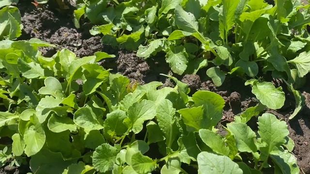 Уборка в квартире Ездили на дачу Что выросло смотреть онлайн