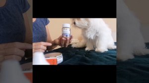 Белоснежная мордочка Как избавиться от слезных дорожек.